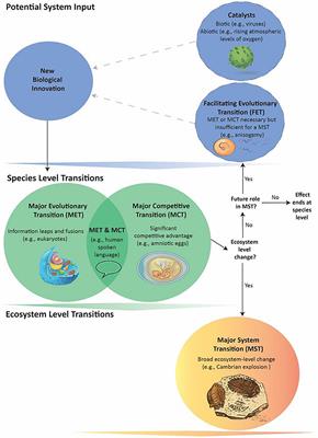 Major Evolutionary Transitions and the Roles of Facilitation and Information in Ecosystem Transformations